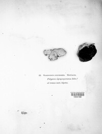 Gloeoporus thelephoroides image